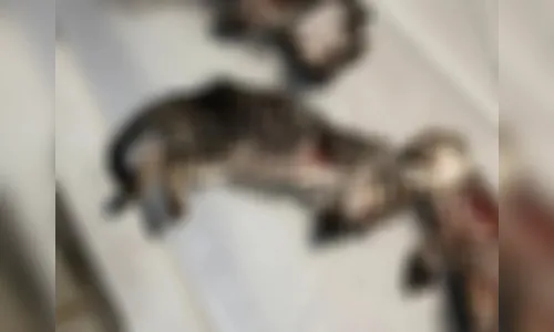 Polícia Civil esclarece suposta mutilação de gatos em Apucarana; veja