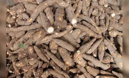 Morador de Novo Itacolomi denuncia furto de 2 mil pés de mandioca