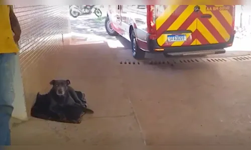 Cão aguarda tutor mordido por outro cachorro na UPA
