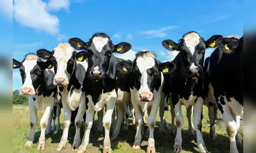 Furto de novilhas causa prejuízo de R$ 40 mil para morador de Cambira