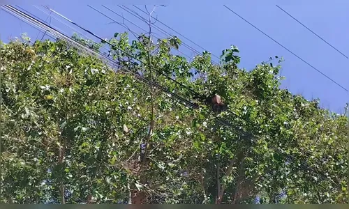Macaco é encontrado morto em fiação elétrica de bairro de Apucarana