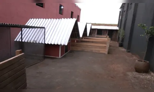 Menino que esquartejou 23 animais esteve no local um dia antes