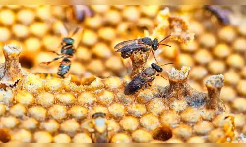 Morte de abelhas leva polícia a identificar agrotóxico irregular