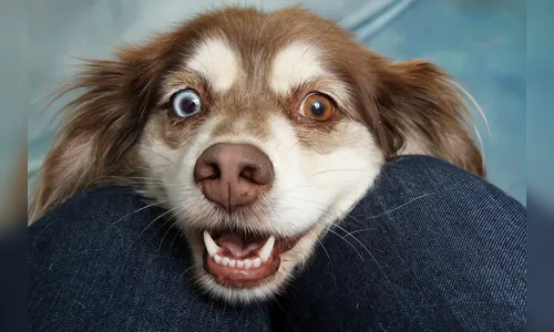 Erros que donos de cachorros cometem o tempo todo e não percebem