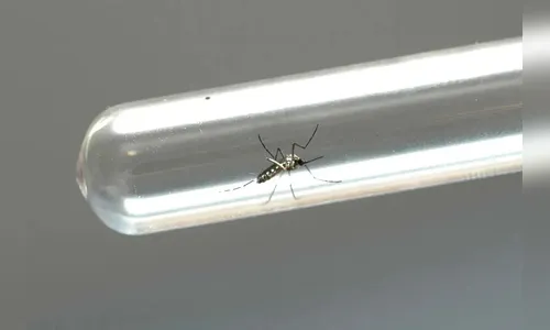 Boletim: Sesa confirma 203 novos casos de dengue no Paraná