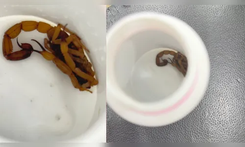 Moradora de Apucarana é picada por escorpião amarelo dentro de casa