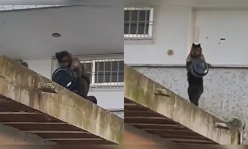 Macaco furta bolo de dentro de residência no RJ e flagrante viraliza