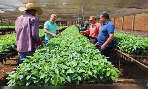 Prefeitura de Ivaiporã distribui mudas de café para agricultores