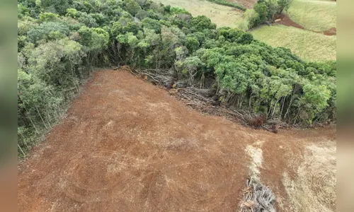 Operação Mata Atlântica em Pé aplica R$ 13 milhões em multas no Paraná