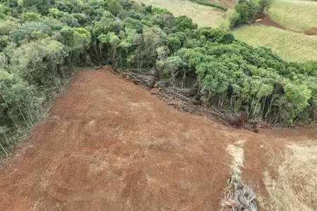 Operação Mata Atlântica em Pé