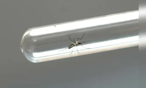 Paraná confirma primeiro óbito por dengue neste período epidemiológico