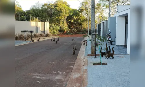 Grupo de quatis 
