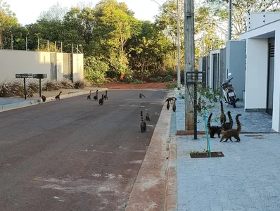 Pelo menos vinte quatis foram flagrados na área urbana de Apucarana