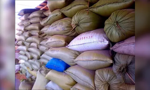 Safra 2024 terá produção maior de algodão, feijão, arroz e trigo