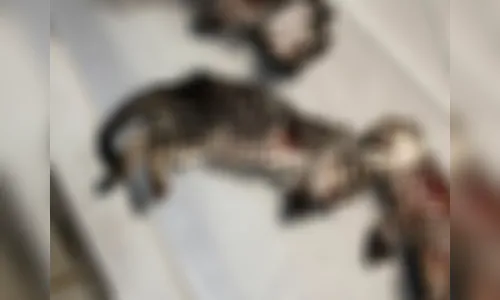 Mutilação de gatos é investigada pela polícia em Apucarana