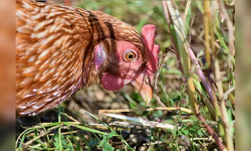 OMSA declara fim do caso de doença de Newcastle no Brasil