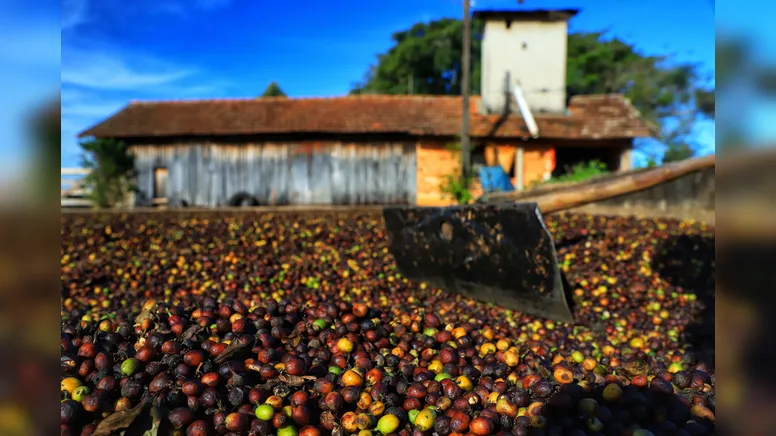 Plantação de café em Carlópolis. 07/2021 . Foto: José Fernando Ogura/AEN