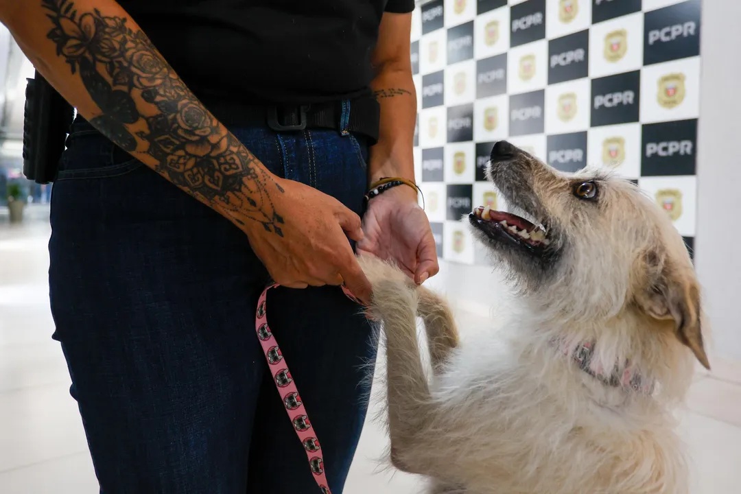 A cachorrinha que já ganhou uma ida ao petshop, também passará por um médico veterinário e, após ser liberada, será castrada.