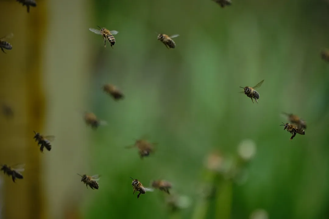 Abelhas atacaram uma pessoa neste domingo em Apucarana