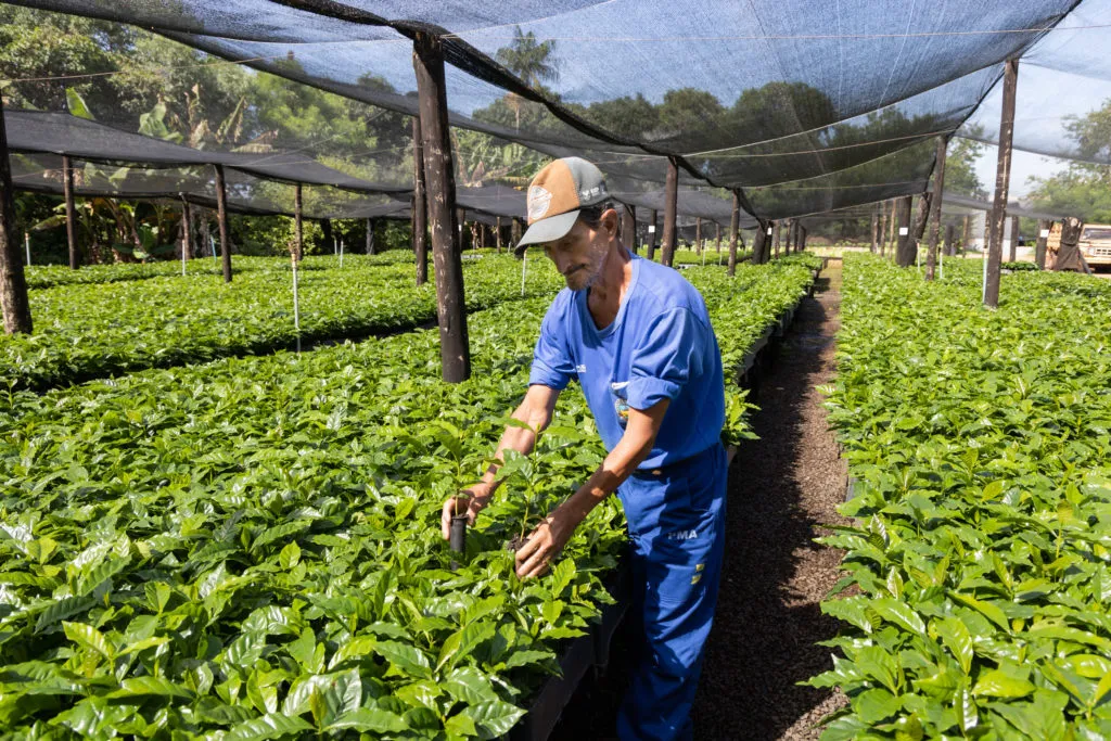 Apucarana voltou a figurar no top 5 dos municípios que tem maior área plantada de café no Paraná