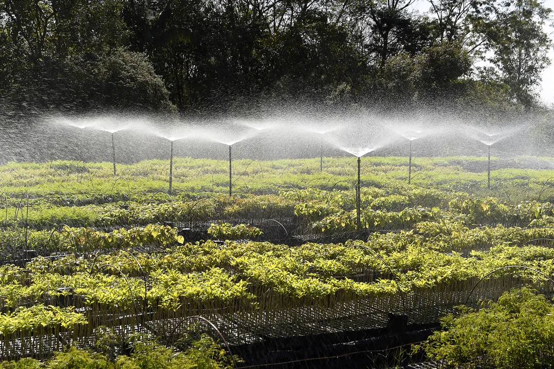 As mudas são plantadas em áreas que precisam ser recuperadas ou melhor arborizadas