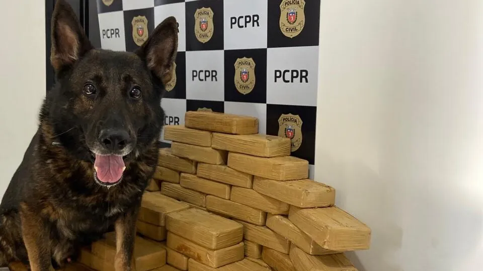 Cão farejador ajudou na localização da droga