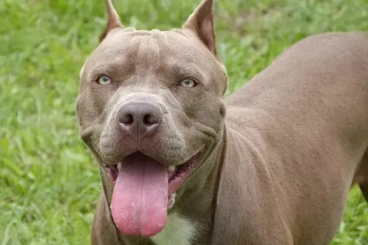 De acordo com o delegado, o tutor é responsável por qualquer dano que o animal possa ter causado nas esferas cível e criminal.