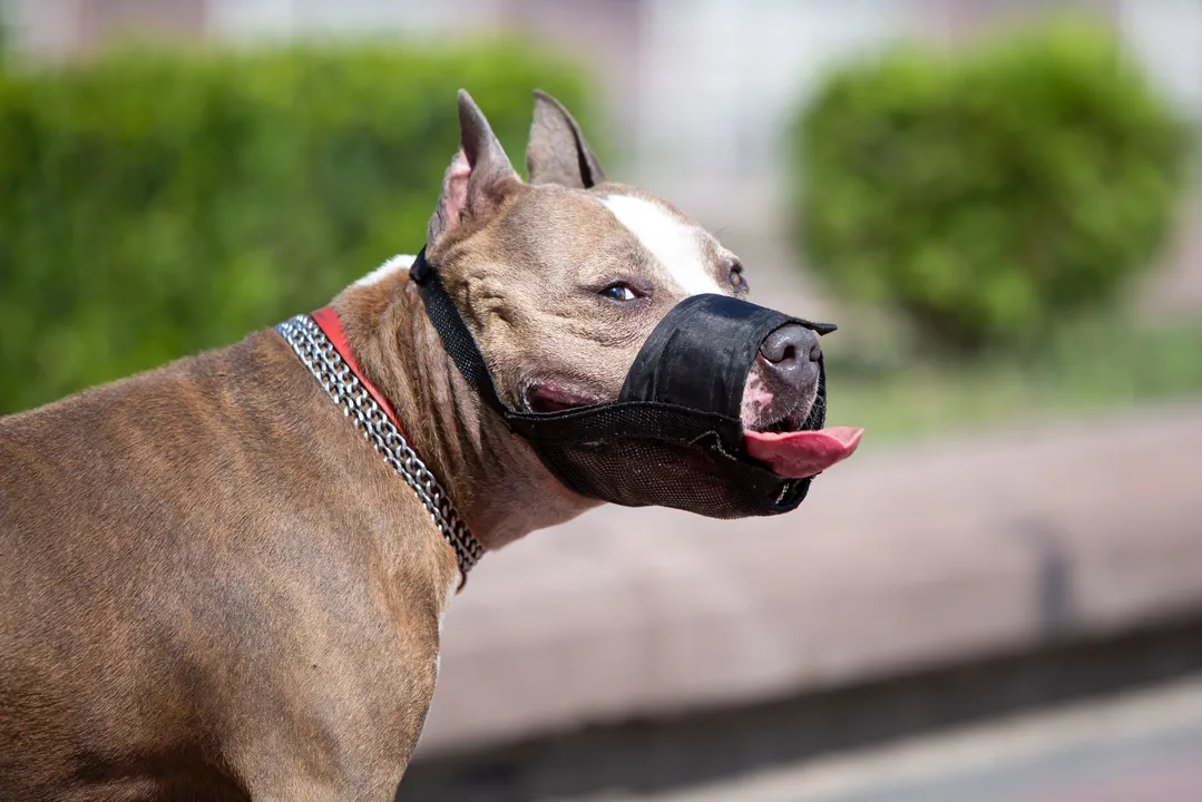 Essas mudanças visam tanto proteger os munícipes quanto garantir que os animais sejam mantidos sob controle