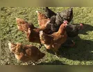 Cachorro mata galinhas e causa prejuízo de quase R$ 2 mil na região