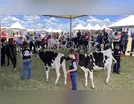 Julgamento de raças leiteiras e Clube da Bezerra marcam na Expovale