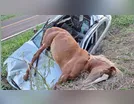 Astra fica destruído ao atropelar égua na PR-539; animal morreu