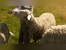 11 carneiros morrem após ataque de cães em sítio de Novo Itacolomi