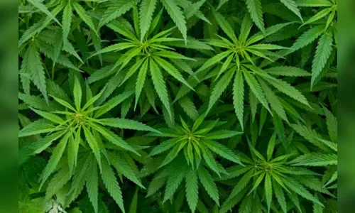 Plantação de maconha com seis pés é encontrada pela PM em Apucarana