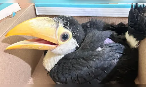 Polícia Ambiental resgata filhote de tucano vendido por WhatsApp
