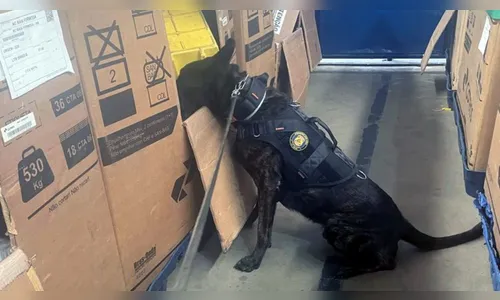 Polícia apreende quase 2kg de drogas enviadas pelos Correios