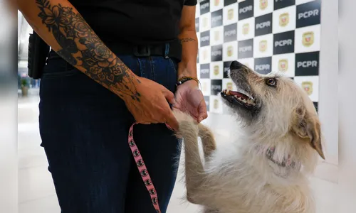 Cachorrinha que 