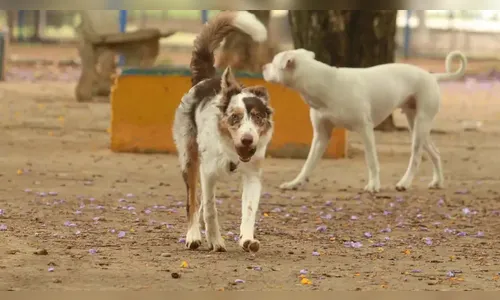 Comentário sobre cachorro gera confusão entre vizinhos em Lunardelli