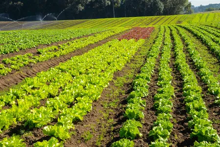 A diversidade de culturas e as condições climáticas favoráveis contribuem para uma produção robusta ao longo do ano no Paraná