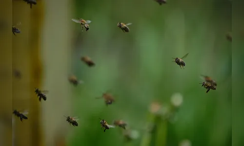 Homem fica ferido após ataque de abelhas na Vila Reis