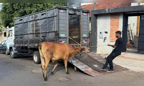 Vaca invade casa e amassa carro de morador em Londrina; veja vídeo