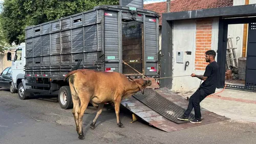 Animais estavam infestados com carrapatos