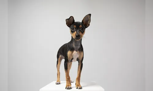 Ladrão furta pinscher de moradora tenta vender animal pela cidade