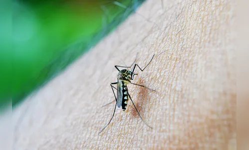 Focos de casos de dengue estão no Norte e no Noroeste do Paraná