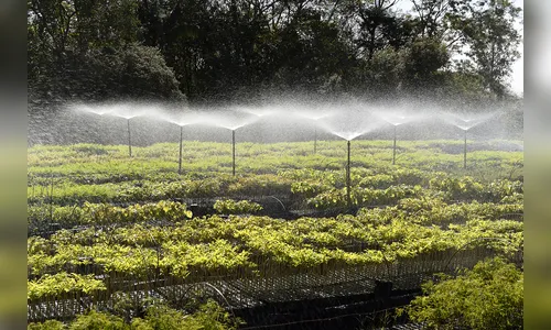 Estado vai reestruturar viveiros e laboratórios de sementes