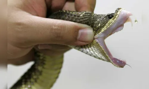 Animais peçonhentos atacaram 145 pessoas neste ano na região