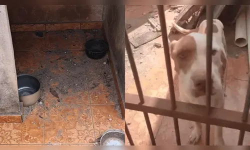 Polícia Civil abrirá investigação após resgate de pitbull em Apucarana