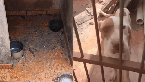 Cachorro estava abandonado em uma residência no Jardim Iguatemi