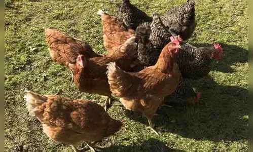 Cachorro mata galinhas e causa prejuízo de quase R$ 2 mil na região