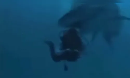 Turista sobrevive após ser mordido na cabeça por tubarão-tigre; vídeo