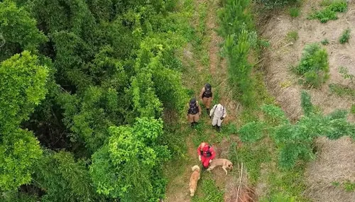 Cerca de 30 profissionais, incluindo três cães farejadores, percorrem 15 hectares em 21 pontos da área